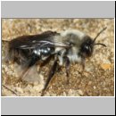 Andrena mit Stylops-31.jpg